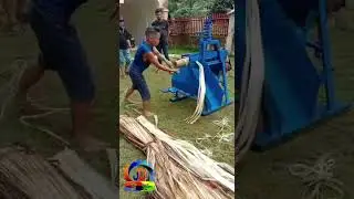 Abaca fiber extraction abaca spindle stripping machine #abaca #farming #abacafiber #