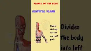 #Anatomy #MedicalEducation #AnatomyForBeginners #MBBS #HumanBody #AnatomyBasics #medicalstudents