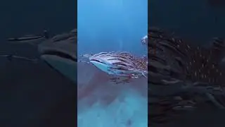 Scary   #ocean #fish #storm #scary #northsea #bigwaves #sea