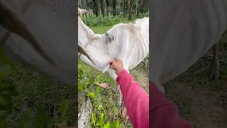 [SAPI KURING] Multivitamin sapi kurus kering kurang makan. #cow #animals #shorts