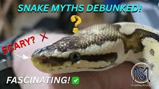 SNAKE MYTHS DEBUNKED! 🐍 (Scary or Fascinating?)