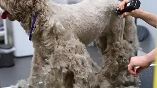 So Much Fur Gone! (Australian Cobberdog)