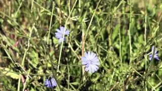 Light Purple Flower And Green Grass Moving
