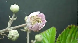 Bramble flower opening