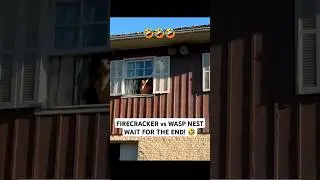 He Poked a Wasp Nest with THIS and Caused Complete Chaos!