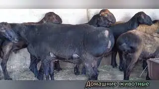 Коллекция животных в моем доме/a collection of animals in my house😲👍