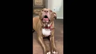 Dancing, Talking And Playing - Smart Dogs or Cats
