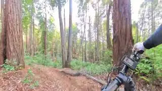 Angwin: Blue Post MTB trail (January 2026)