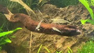 Aquarium ohne externen Filter - filterlos #filterlos