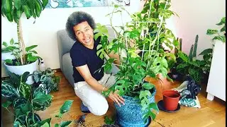How to Repot Rhaphidophora tetrasperma (Mini Monstera)