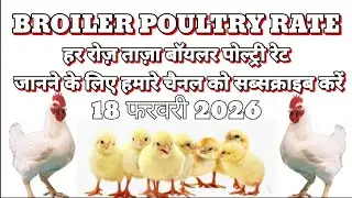 18 फरवरी 2026 आज का ब्रॉयलर पोल्ट्री रेट/ Broiler rate up/ Broiler rate mp/ Broiler rate  bihar/ 