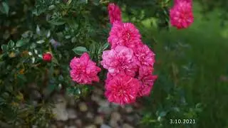 Relaxing Windy Garden Sound in Early Autumn with Ambient Piano Music