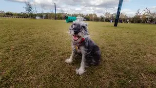 Winston's Mini Venture at Carrollwood Village Dog Park