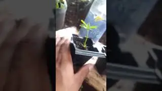 Planta murchando/n&atilde;o mais!