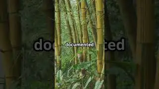 Can Bamboo Grow Up To 1 Meter Per Day? #shortvideo #facts#vegetables #nature #naturelovers #biology