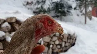 Videonun sonuna doğru Arap ikiz kardeşlerin harika görünümü 