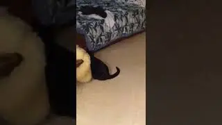 Rambo and the tail...