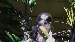 Same Owl, New Stage From Nest to Perch
