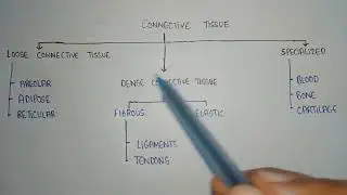 Classification of connective tissues | types of connective tissue  | different connective tissue