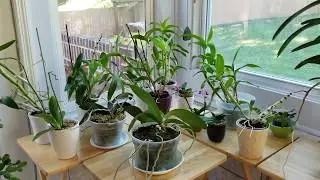 Fall growing tips for orchids growing in moss.  How to keep white mold from invading your moss.