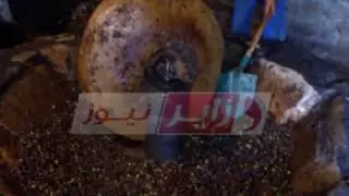معصرة للزيت ببومقر لا تزال تصارع التكنولوجيا