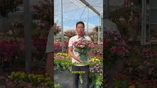 #multispangreenhouse#hotdipgalvanized#transmittancelightgreenhouse#customizedgreehouse
