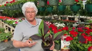 Cleopatra Canna Lily