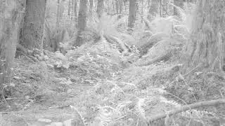 Bushnell Trail Camera - Too dark for color. Hope this cougar comes by again.