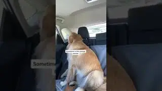 A compilation of Kevin sleeping in the car  #CanYouWorkIt  #sleepyhead