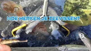 Hoe herken je de Nederlandse zeevissen??