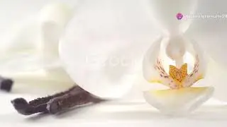Vanilla Vortex: Madagascar's Orchid Pollination Spectacle! #animal2024 #wildlife #cute