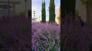 Livermore ca #relaxingmusic#music