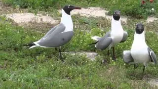 Laughing Gulls 