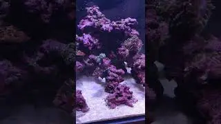 Red Sea 200XL, restarted update