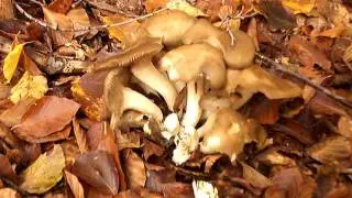 P1010201.FUNGHI AUTUNNALI