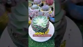 How to Keep Your Succulents Alive & Thriving 🌞💧 | Pro Plant Tips