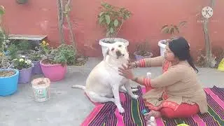 Labrador Laizaqueen Daily Care  Routine //Dog Care, Tips//Dog Caer ln Hindi.//Laiza