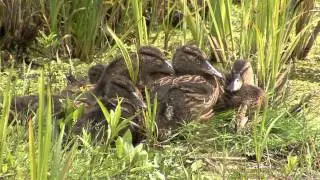 GR&Auml;SAND  Mallard  (Anas platyrhynchos)  Klipp - 1222