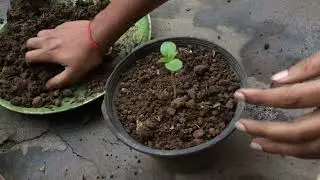 planting of balsam flower plant#shorts#balsamplant