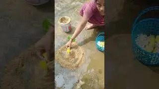 Baluka puja khudurukuni osa🙏#utubeshorts #viral #trending #mangaladevi like share subscribe