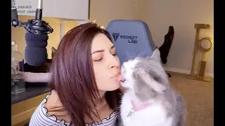 Twitch Streamer Alinity Abuses Cats and Thinks It's Funny