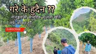 ऋषिङ्ग ३ नाजुङ्ग तनहुँमा थालिएको सामुहिक सुन्तला खेति #agriculture #orangefarm