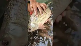 🐠🐍#fish #fishing #reels #trending #viral #viralreels #ytshorts #new #short #reels #viralvideoo