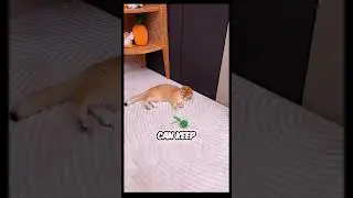 🤩Link in profile 🤩I (50% off) #cat #gregor #recommended #pets #cute #funny #shorts  #funnyshorts
