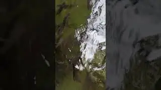 150 catfish diary: 3 weeks old in our pond, how a fish 🐟 died.