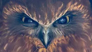 Southern Boobook | Owls of Australia 