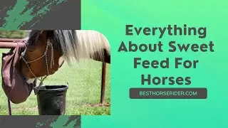 Everything About Sweet Feed For Horses