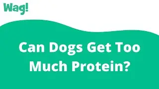 Can Dogs Get Too Much Protein? | Wag!
