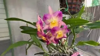 My orchid journey is going in a different direction!