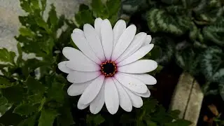 Osteospermum ecklonis (Cape Daisy)